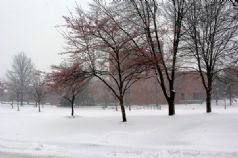 PAC snow.jpg
