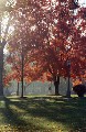 fall-leaves.jpg