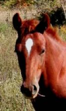 horse.jpg