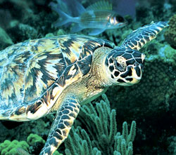 Green Turtle.jpg