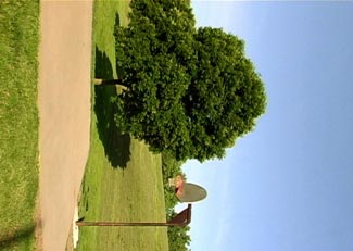 07 Biennial Tree With Hoop_still.jpg