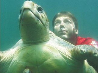 J Nichols Turtle Swim.jpg