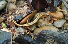 vaglia_salamander.jpg