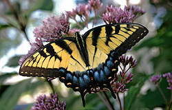 huo_butterfly.jpg huo_butterfly.jpg