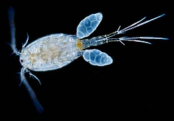 leech_copepod.jpg