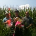 photo-base48cornleaving.jpg