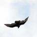 049__DSC1184brfA.JPG