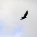 050__DSC1187brf.JPG