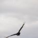 065__DSC1230rfA.JPG