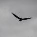 073__DSC1293rfA.JPG