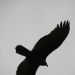 074__DSC1297rfA.JPG