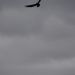 075__DSC1306rfA.JPG