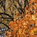 _DSC2199A.JPG