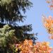 _DSC2746A.JPG