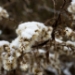_MG_4350.jpg
