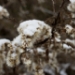 _MG_4349.jpg