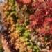 06_095223_RF.JPG