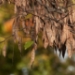 09_112503_RF.JPG