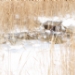 _LGL5692.JPG