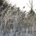 _MG_5232.jpg