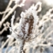 _MG_5233.jpg
