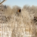 _MG_5236.jpg