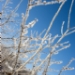 _MG_5239.jpg
