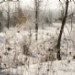 _MG_5246.jpg