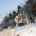 _MG_5270.jpg