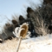 _MG_5271.jpg