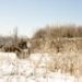 _MG_5272.jpg