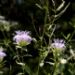 _LGL0440.jpg