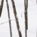 14132147F.JPG