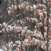 16132846F.JPG