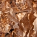 _LGL6740.jpg