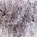 _LGL6764.jpg