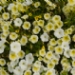 DSC_1046.jpg